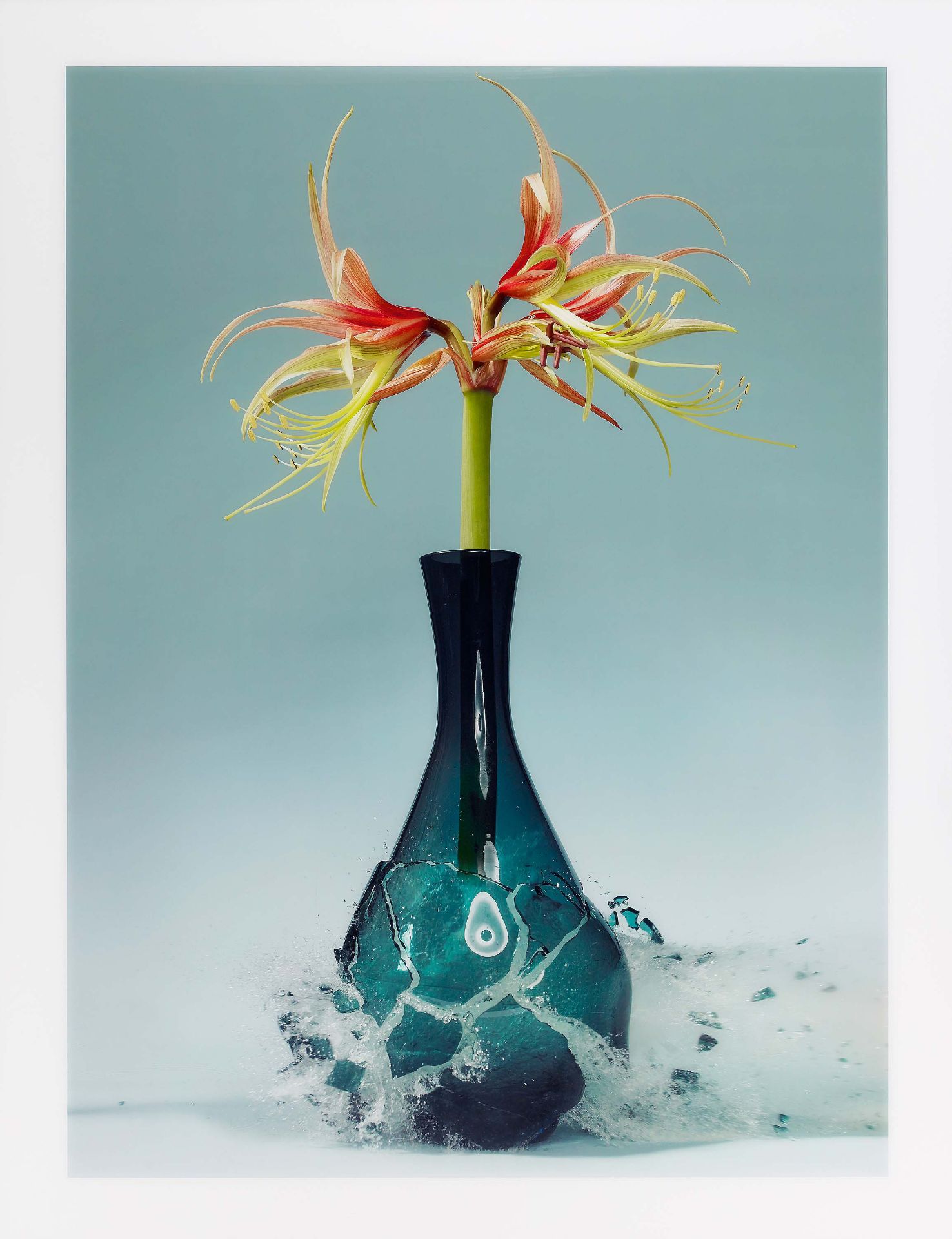 Klimas, Martin1971 Singen (Hohentwiel)Untitled (Amaryllis). 2007. C-print/diasec. 191,5 x 142cm (218