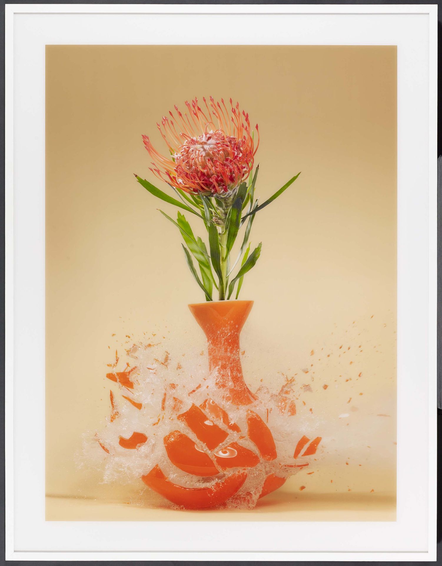 Klimas, Martin1971 Singen (Hohentwiel)Untitled (Protea nutan). 2007. C-print/Diasec. 191,5 x - Image 2 of 4