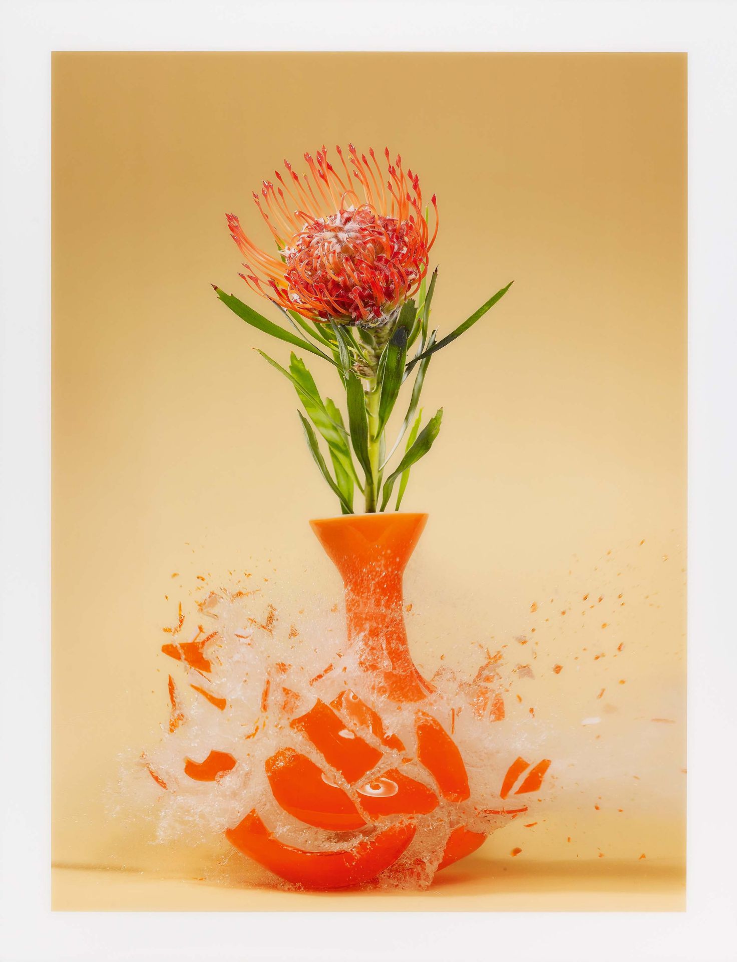 Klimas, Martin1971 Singen (Hohentwiel)Untitled (Protea nutan). 2007. C-print/Diasec. 191,5 x