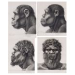 VIER ANTHROPOLOGISCHE ZEICHNUNGEN VON HOMO ERECTUS UND SAPIENS. Winker, Friedrich. Lebensdaten