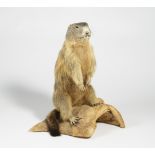 STEHENDES MURMELTIER. Technik: Balgpräparat. Marmota marmota. Auf einem natürlich geformten