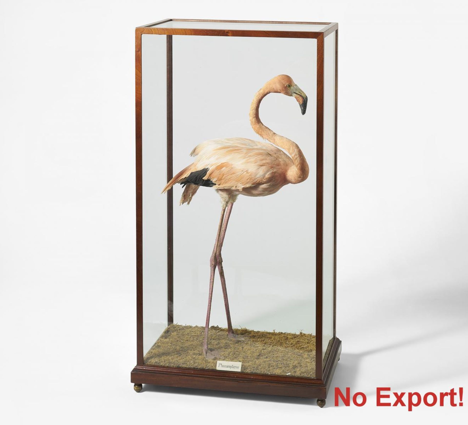 STEHENDER FLAMINGO. Datierung: Spätes 19. - frühes 20. Jh. Technik: Balgpräparat: