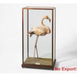 STEHENDER FLAMINGO. Datierung: Spätes 19. - frühes 20. Jh. Technik: Balgpräparat: