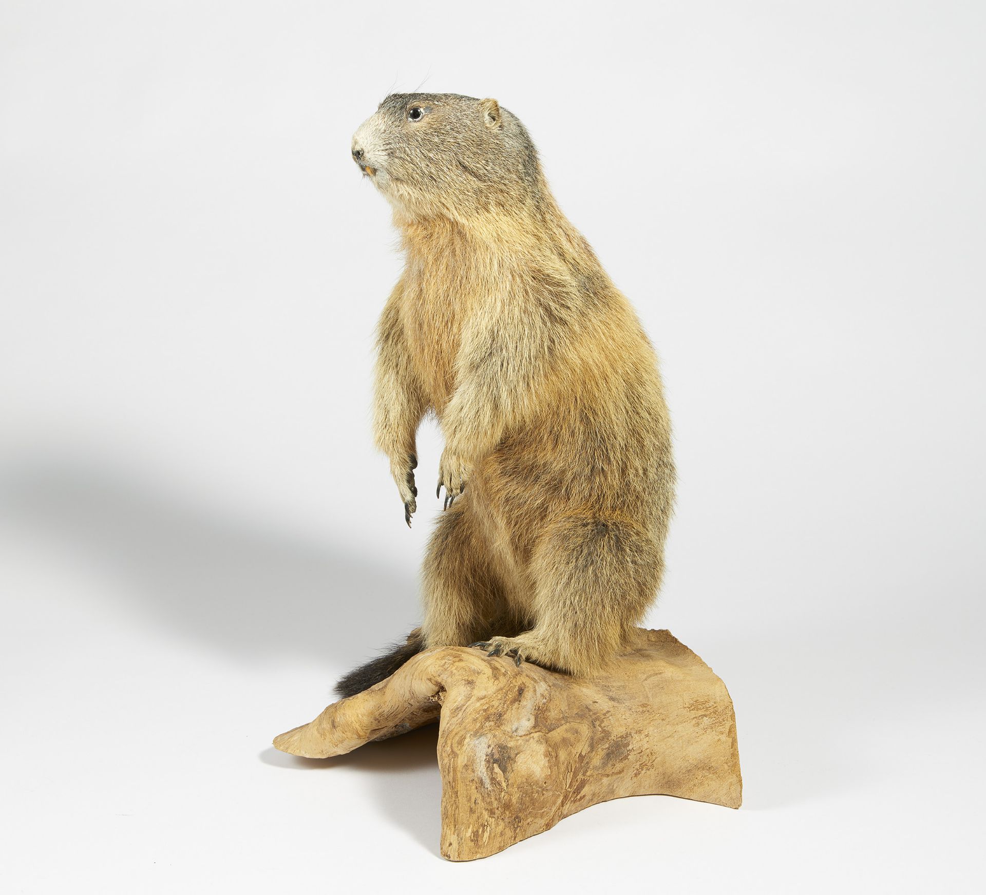 STEHENDES MURMELTIER. Technik: Balgpräparat. Marmota marmota. Auf einem natürlich geformten - Bild 2 aus 4