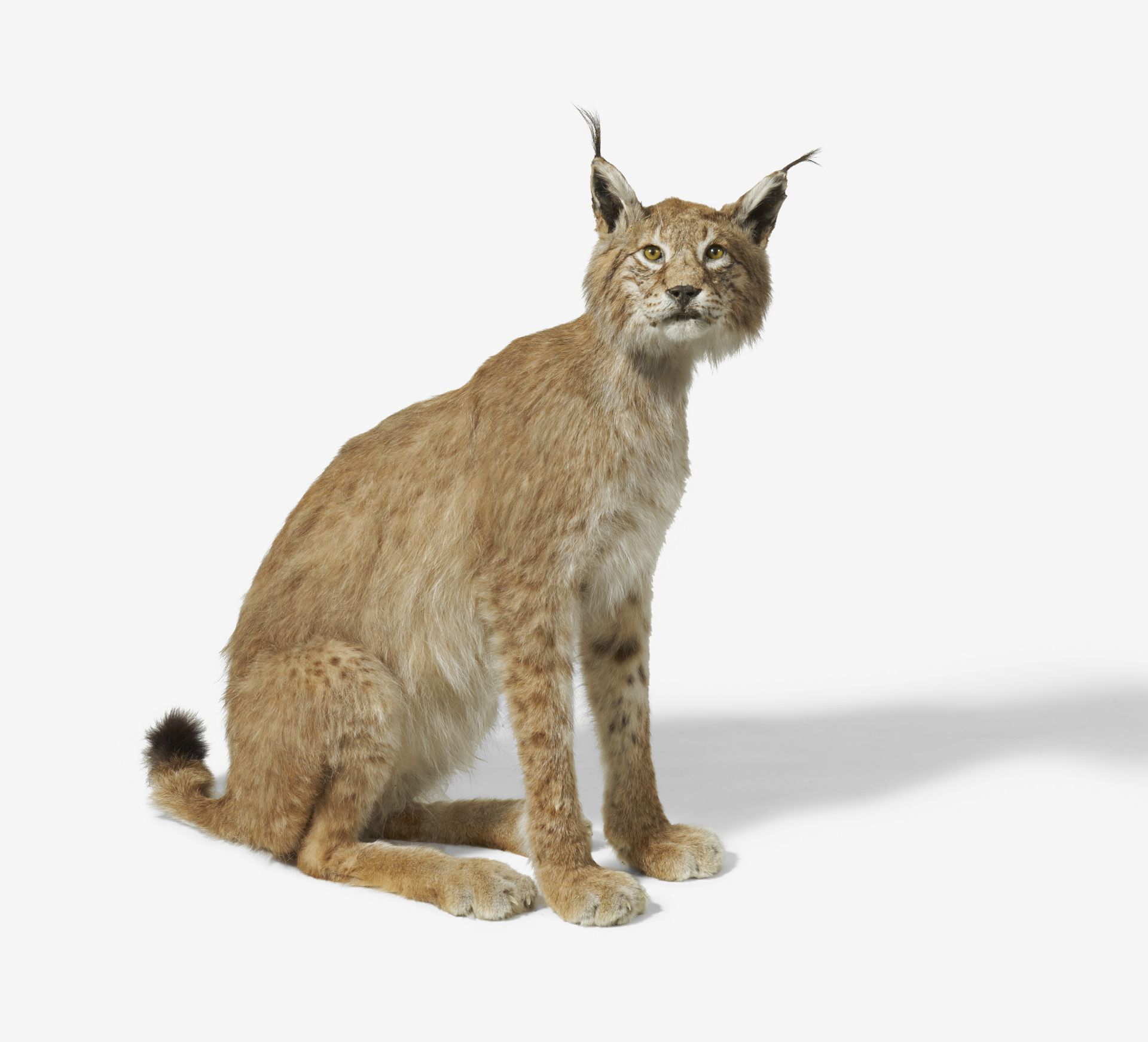 SITZENDER EURASISCHER LUCHS. Technik: Balgpräparat. Lynx lynx. Maße: 82x85x37cm. Zustand B. - Bild 2 aus 5