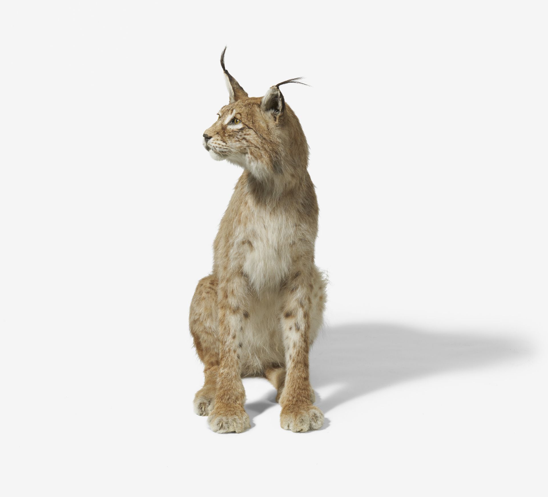 SITZENDER EURASISCHER LUCHS. Technik: Balgpräparat. Lynx lynx. Maße: 82x85x37cm. Zustand B. - Image 3 of 5