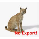 SITZENDER EURASISCHER LUCHS. Technik: Balgpräparat. Lynx lynx. Maße: 82x85x37cm. Zustand B.