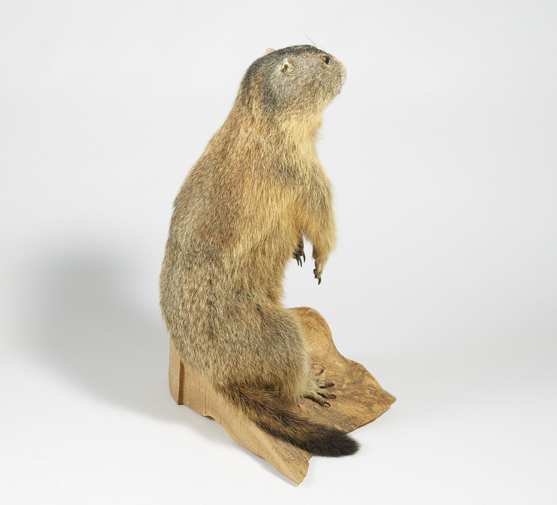 STEHENDES MURMELTIER. Technik: Balgpräparat. Marmota marmota. Auf einem natürlich geformten - Image 4 of 4