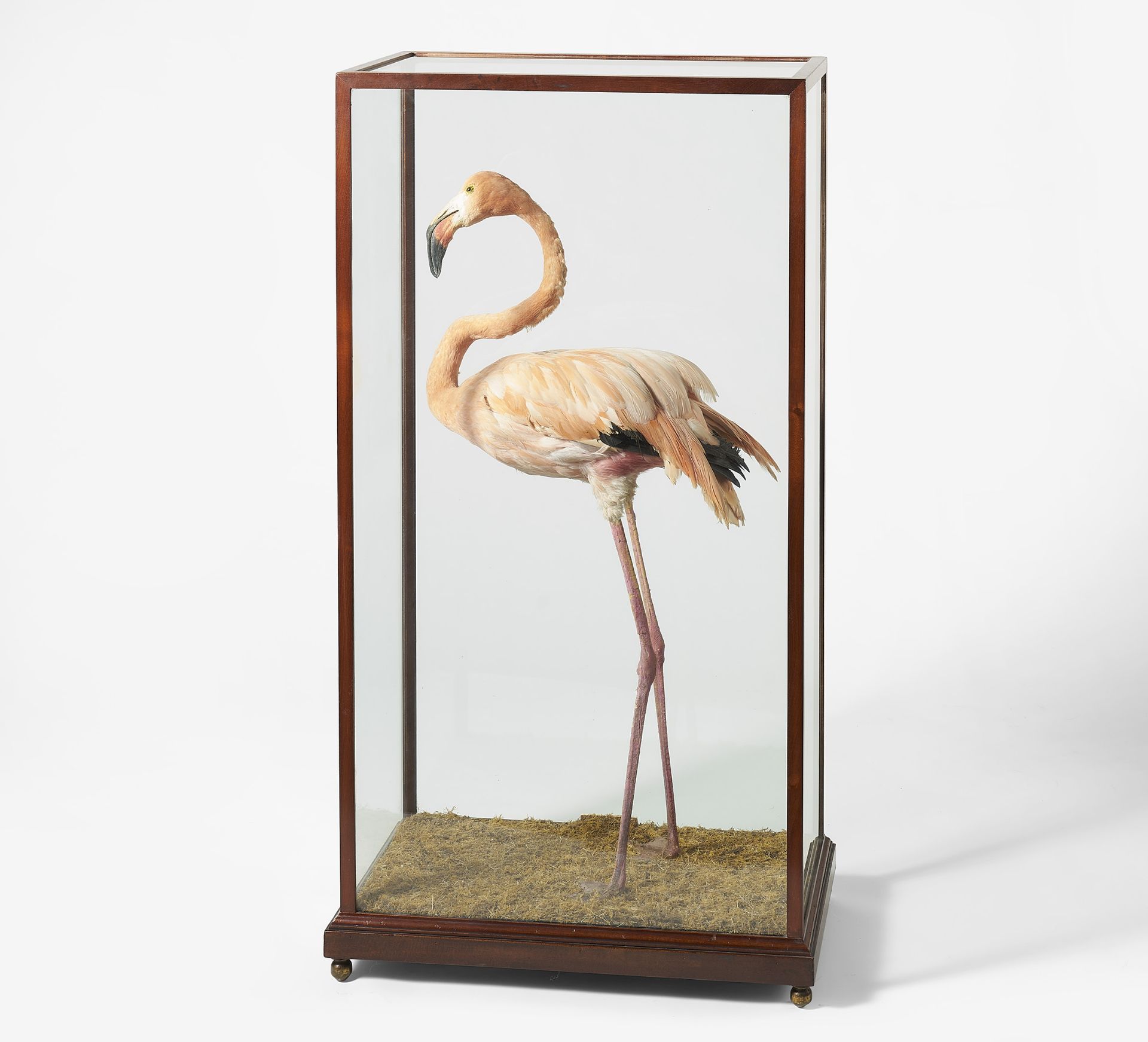 STEHENDER FLAMINGO. Datierung: Spätes 19. - frühes 20. Jh. Technik: Balgpräparat: - Bild 3 aus 3