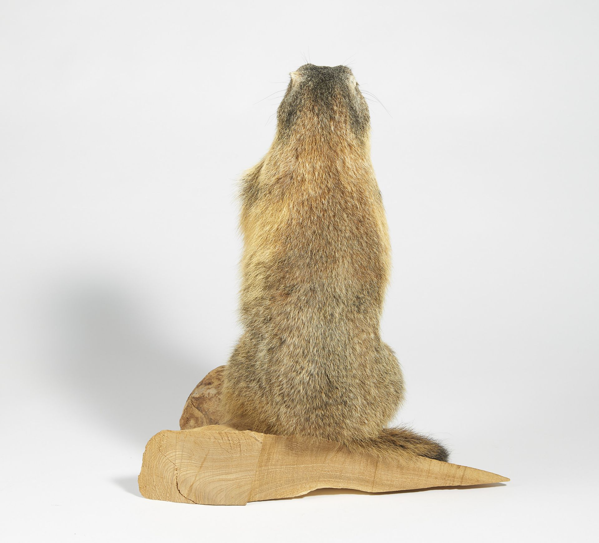 STEHENDES MURMELTIER. Technik: Balgpräparat. Marmota marmota. Auf einem natürlich geformten - Bild 3 aus 4
