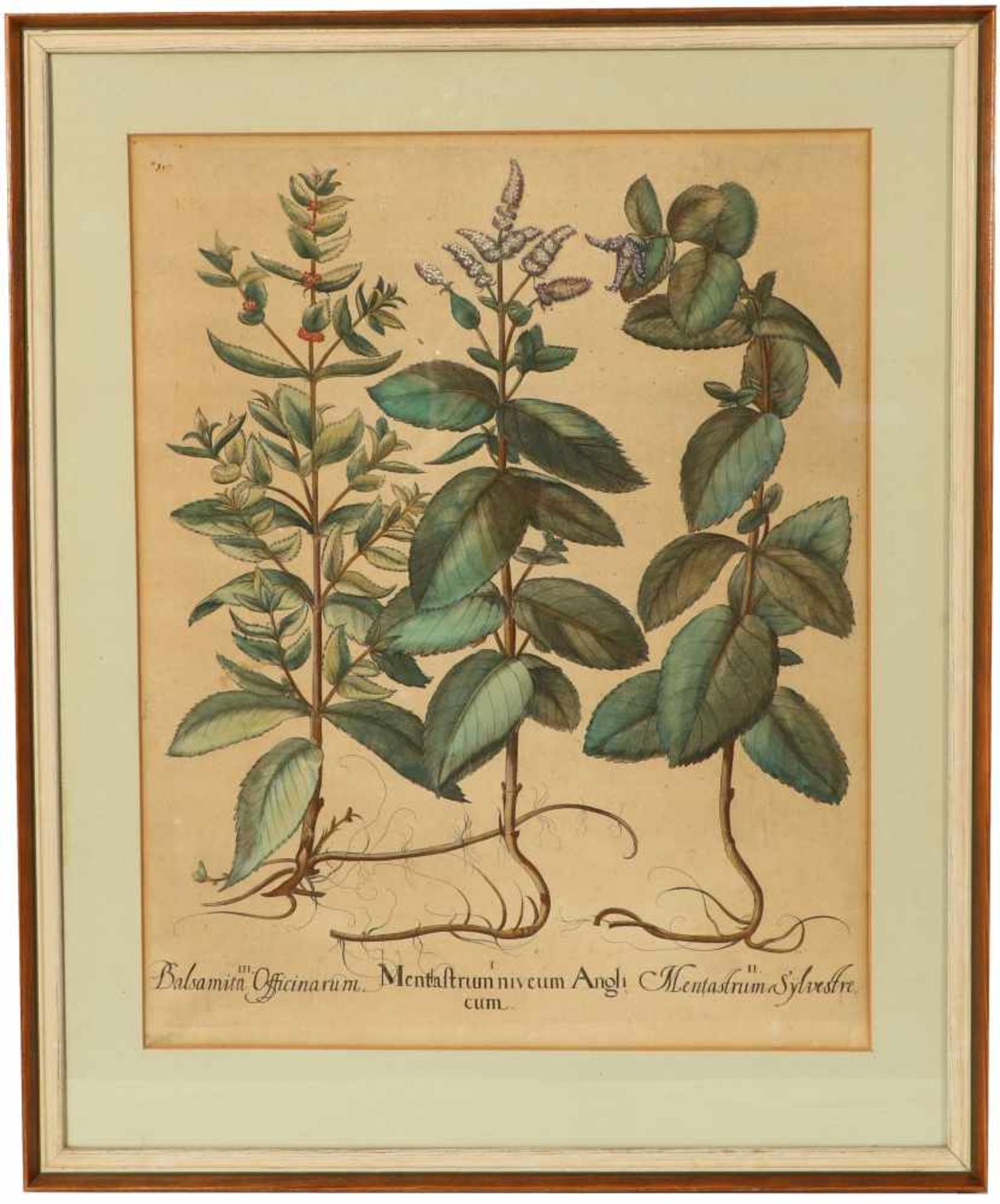 An 18th century hand coloured engraving of three different plants and its roots. - Bild 2 aus 3