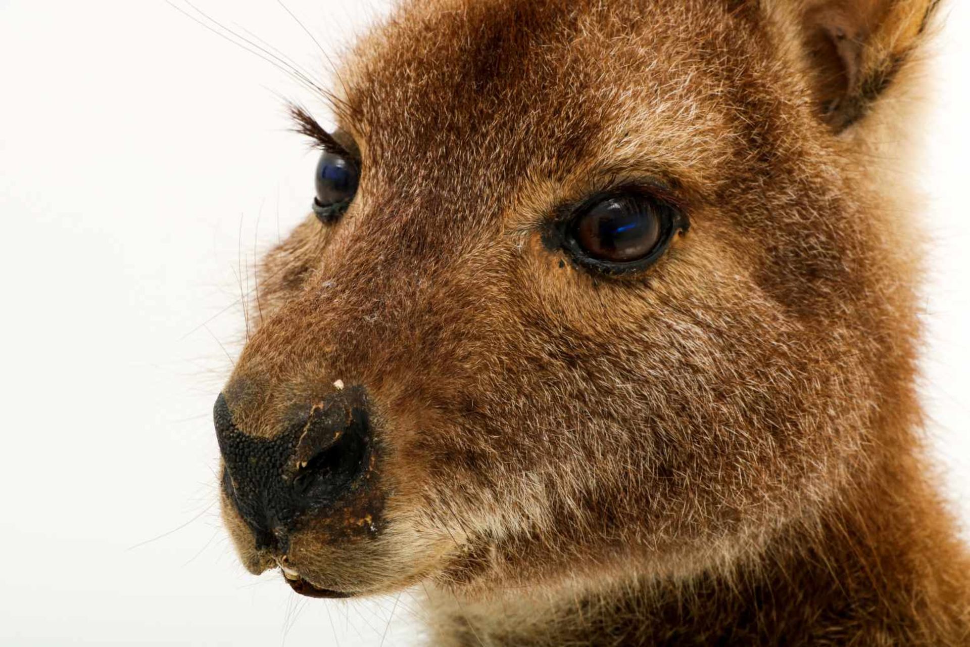 Een opgezette wallaby (Macropus (Notamacropus)). - Bild 9 aus 9