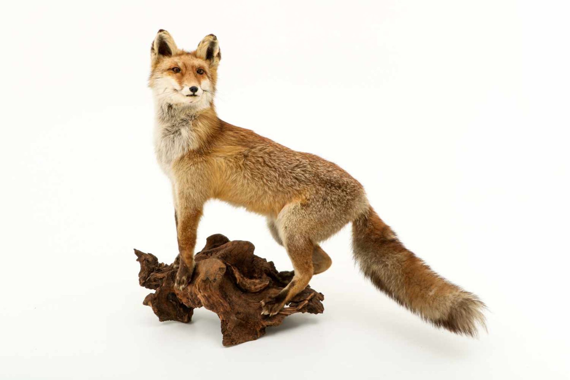 Een opgezette vos (Vulpes vulpes) op boomstronk. - Bild 2 aus 9