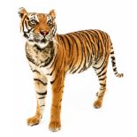 Een opgezette jonge Siberische tijger, vrouwelijk, (Panthera tigris altaica)