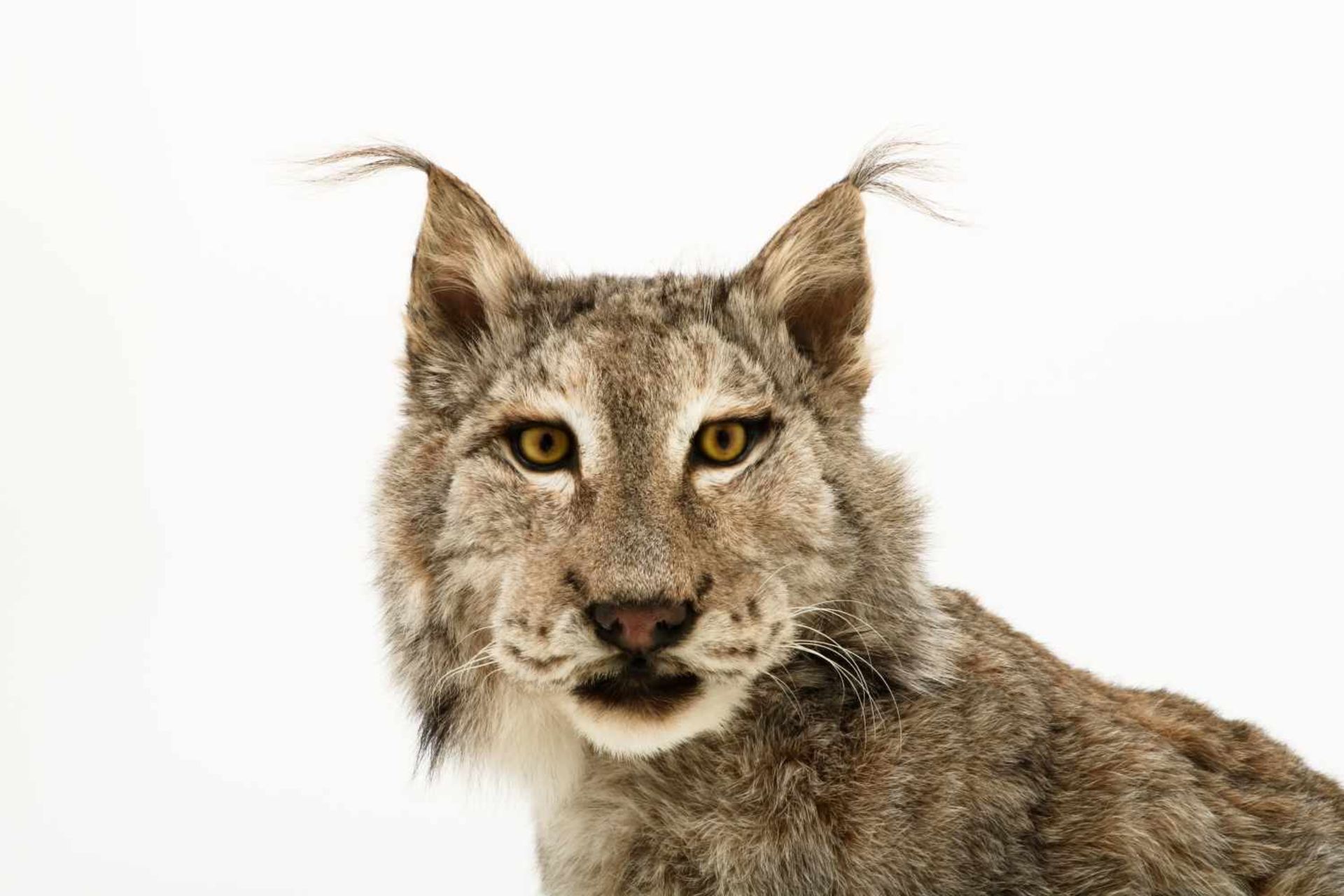 Een opgezette Eur-Aziatische lynx (Lynx lynx). - Image 4 of 9