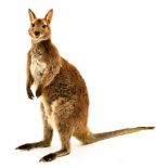 Een opgezette wallaby (Macropus (Notamacropus)).
