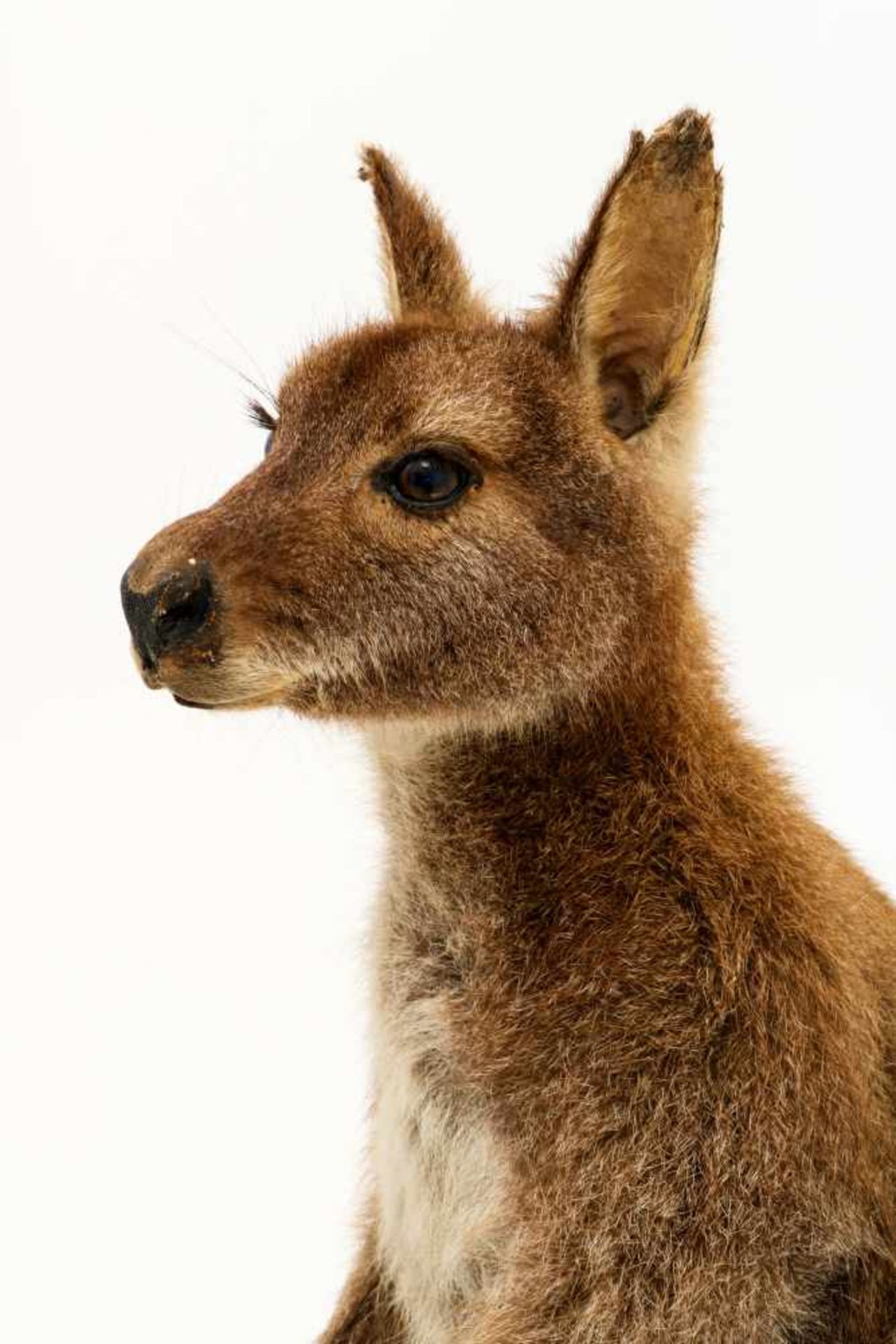 Een opgezette wallaby (Macropus (Notamacropus)). - Image 7 of 9