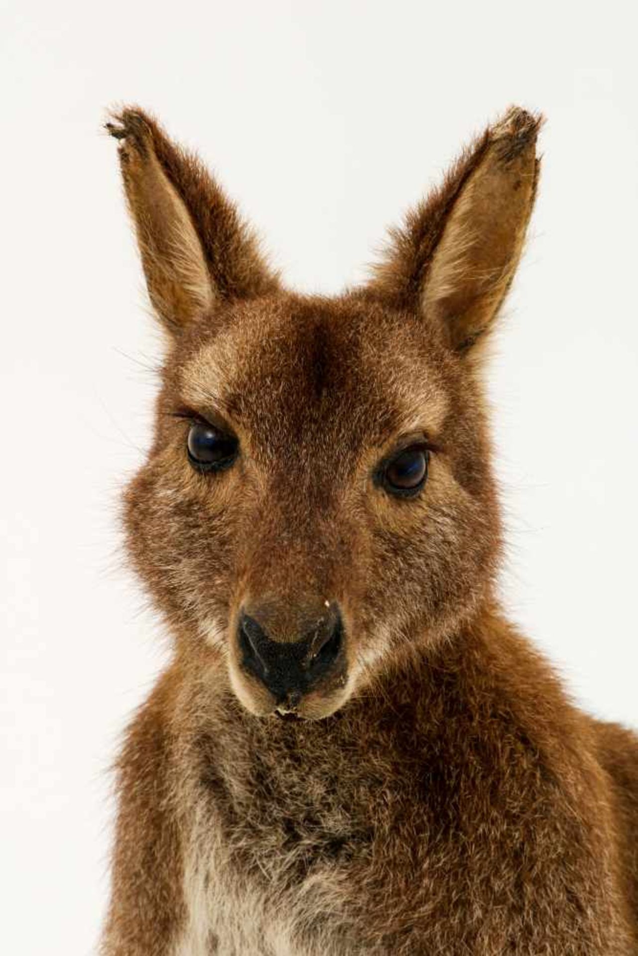Een opgezette wallaby (Macropus (Notamacropus)). - Image 8 of 9