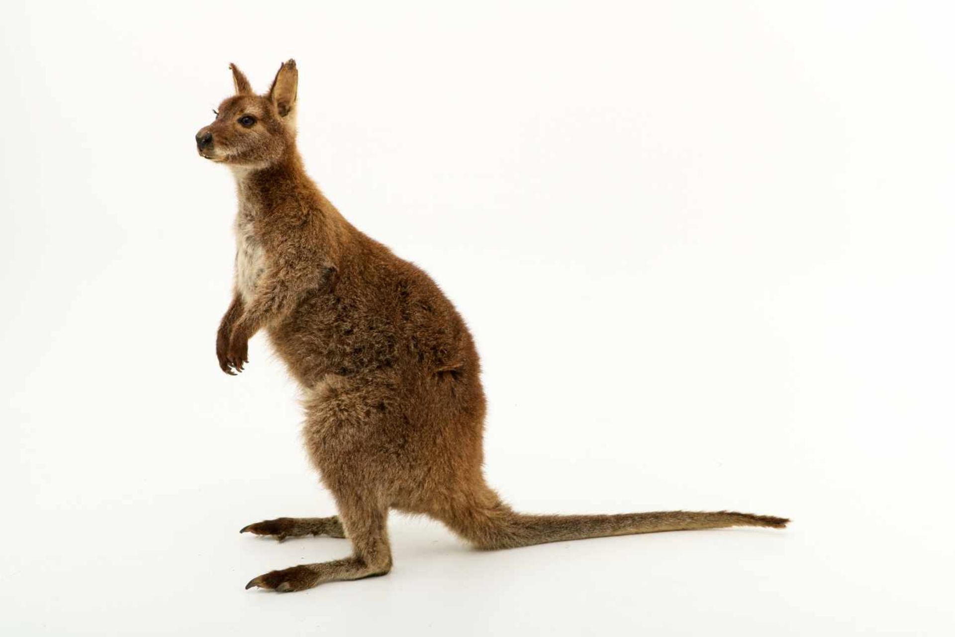 Een opgezette wallaby (Macropus (Notamacropus)). - Image 3 of 9