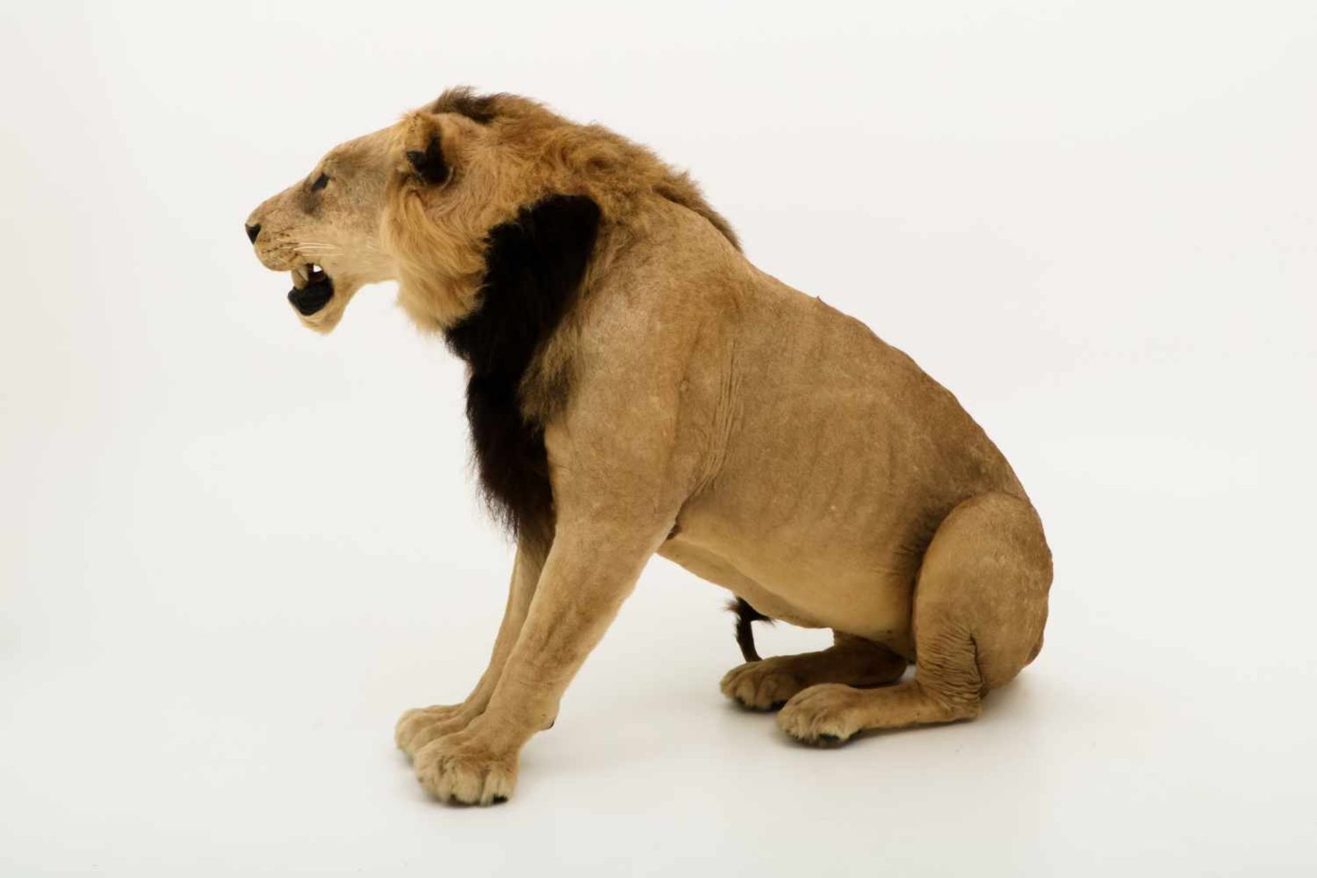 Een opgezette jonge Panthera leeuw, mannelijk (Panthera leo). - Image 4 of 9