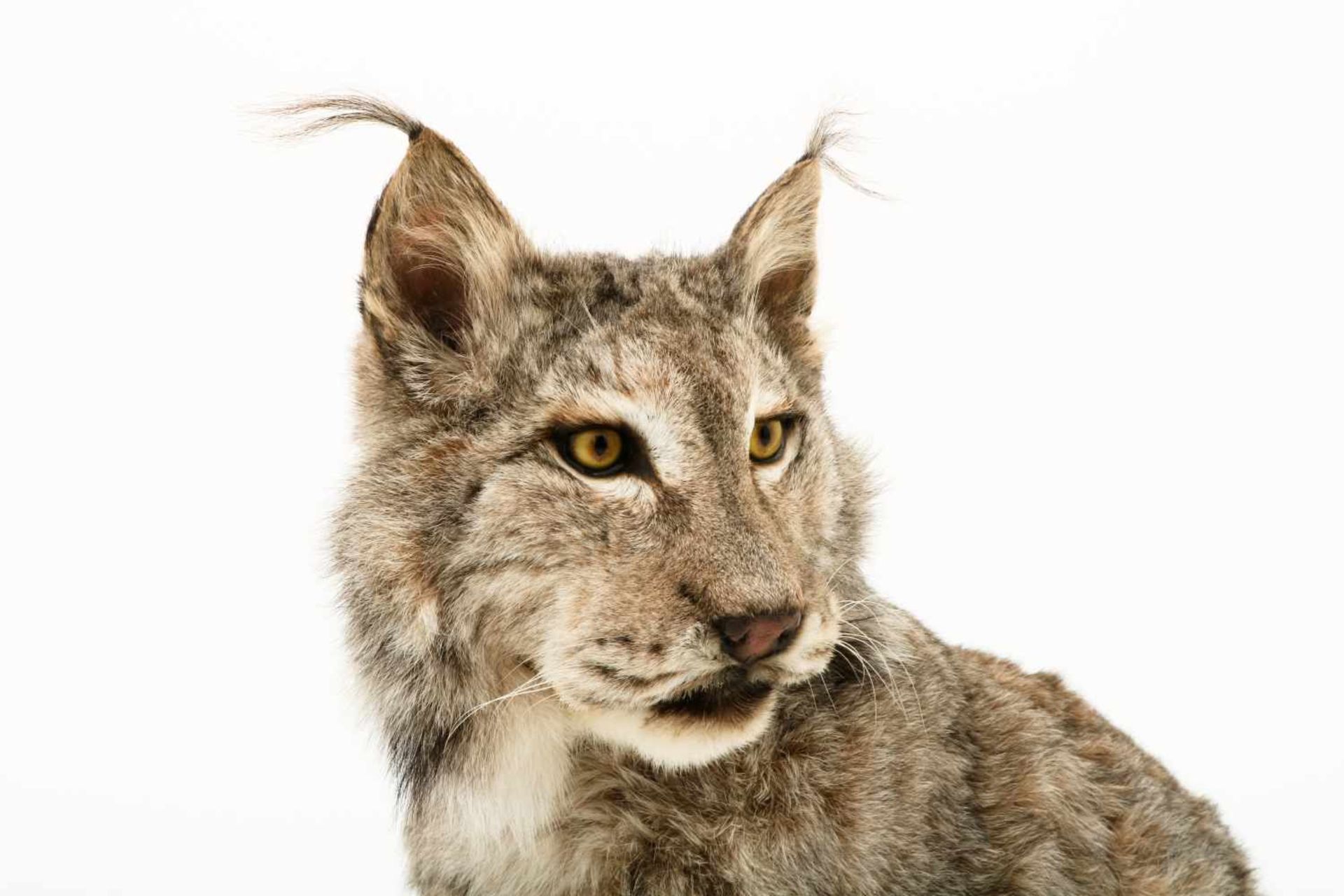 Een opgezette Eur-Aziatische lynx (Lynx lynx). - Bild 3 aus 9