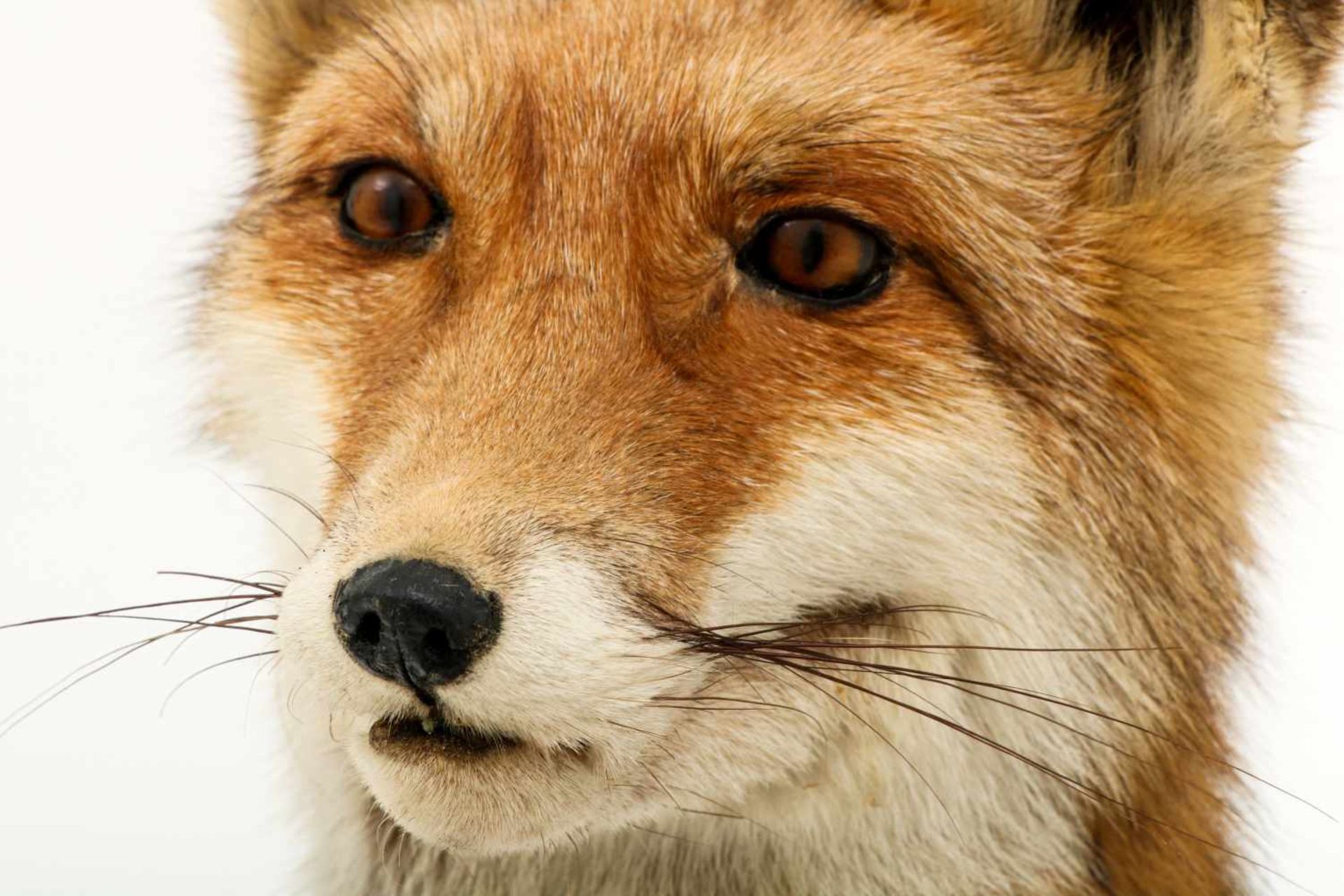 Een opgezette vos (Vulpes vulpes) op boomstronk. - Bild 9 aus 9