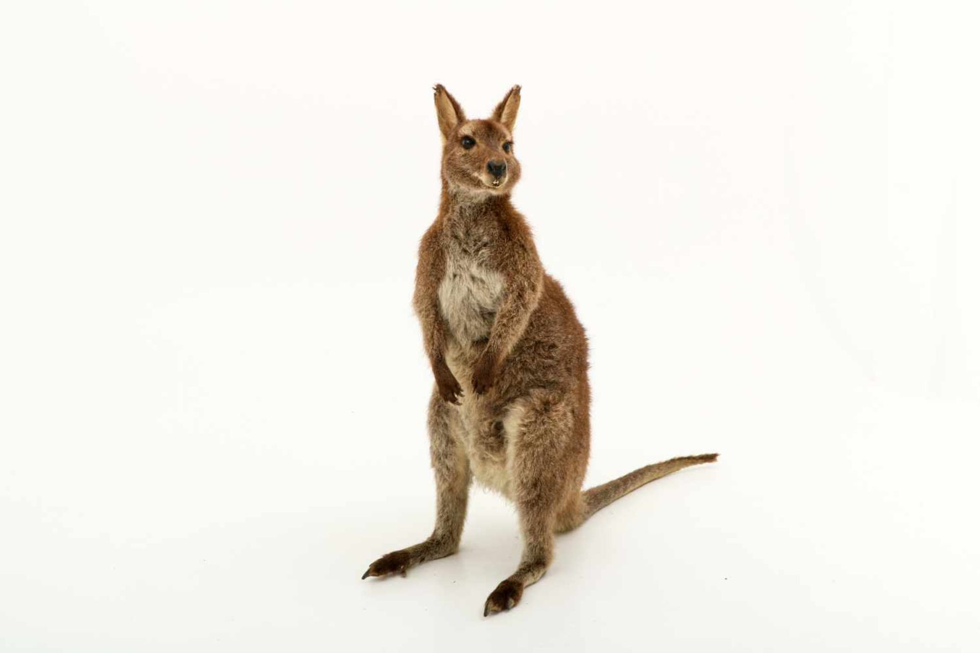 Een opgezette wallaby (Macropus (Notamacropus)). - Bild 2 aus 9