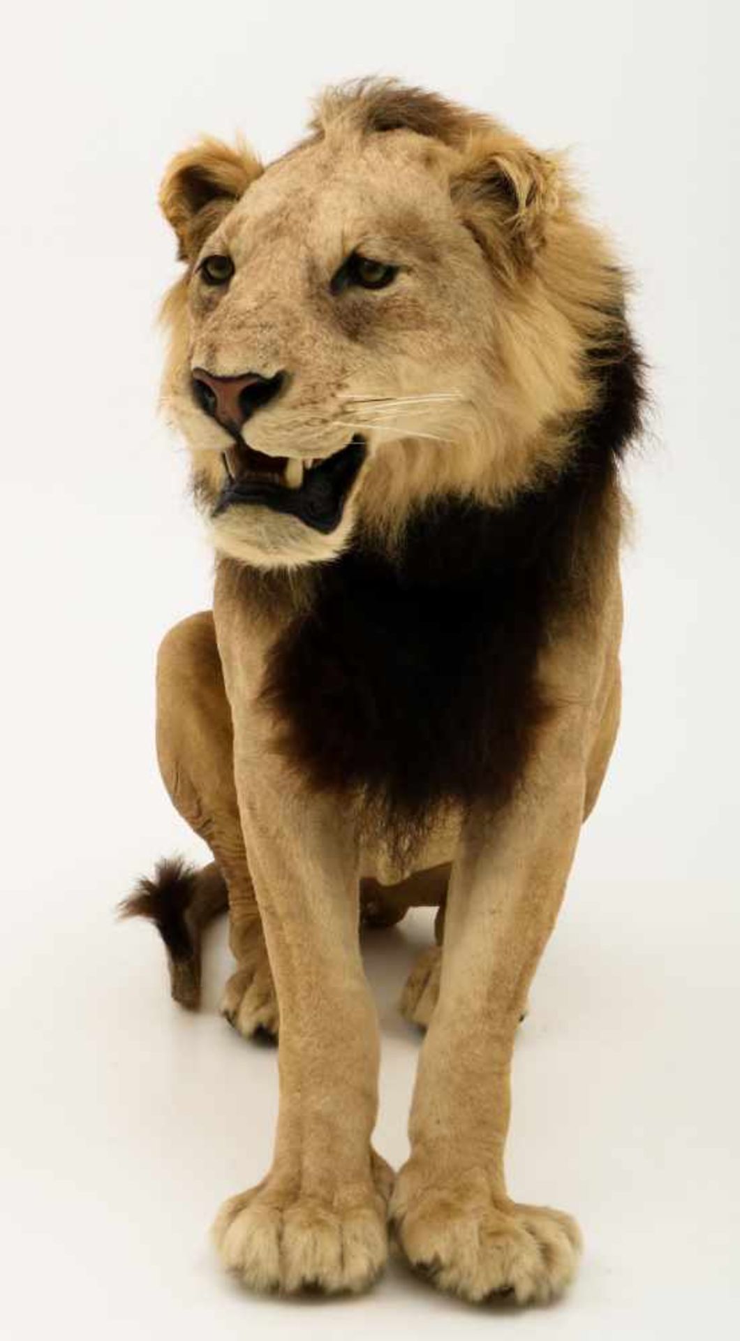 Een opgezette jonge Panthera leeuw, mannelijk (Panthera leo).