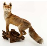 Een opgezette vos (Vulpes vulpes) op boomstronk.