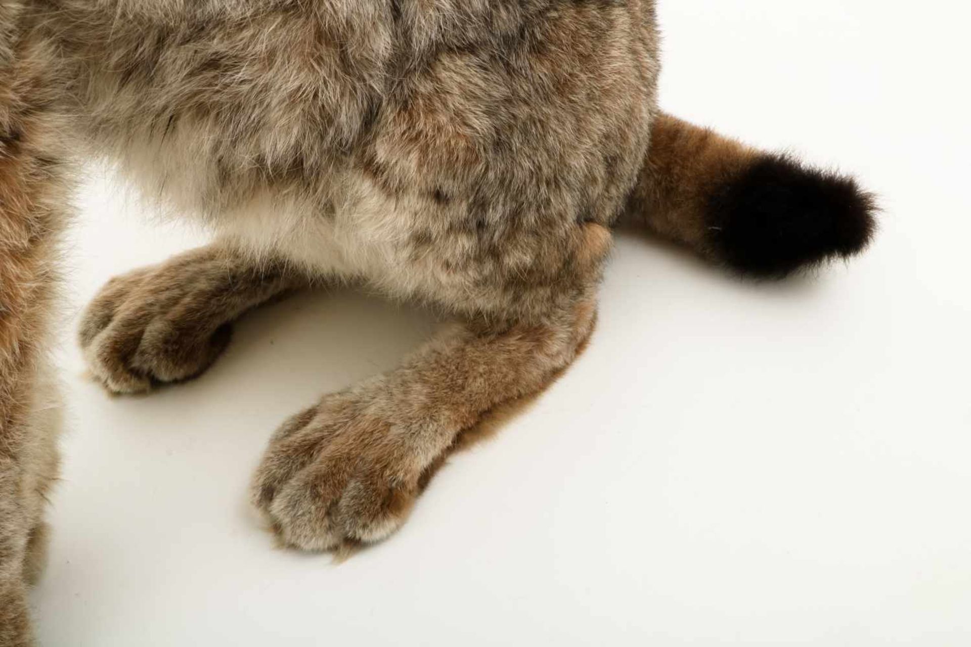 Een opgezette Eur-Aziatische lynx (Lynx lynx). - Image 9 of 9