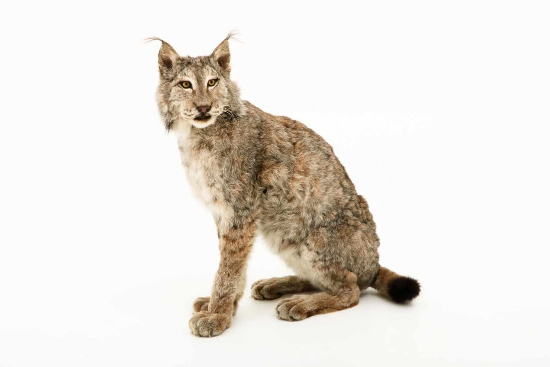 Een opgezette Eur-Aziatische lynx (Lynx lynx). - Bild 2 aus 9