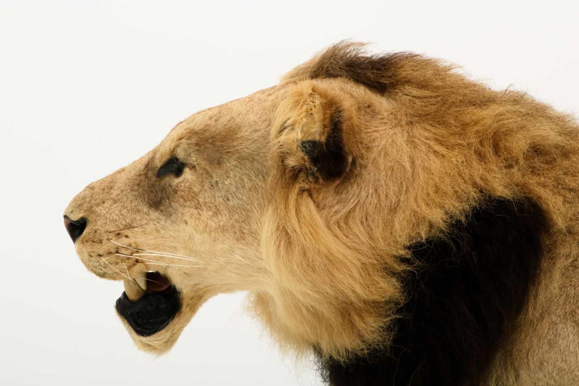 Een opgezette jonge Panthera leeuw, mannelijk (Panthera leo). - Image 5 of 9