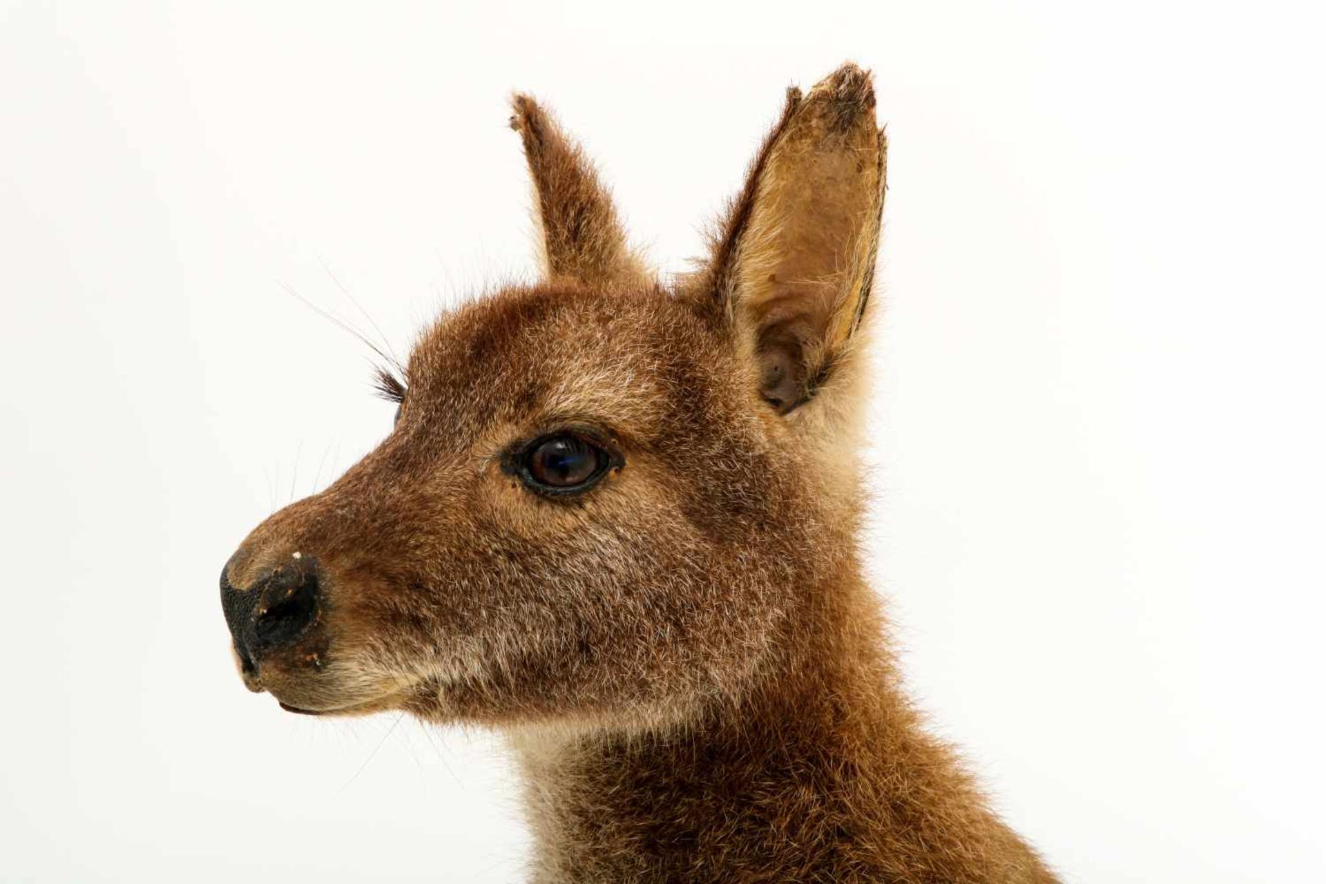 Een opgezette wallaby (Macropus (Notamacropus)). - Image 6 of 9