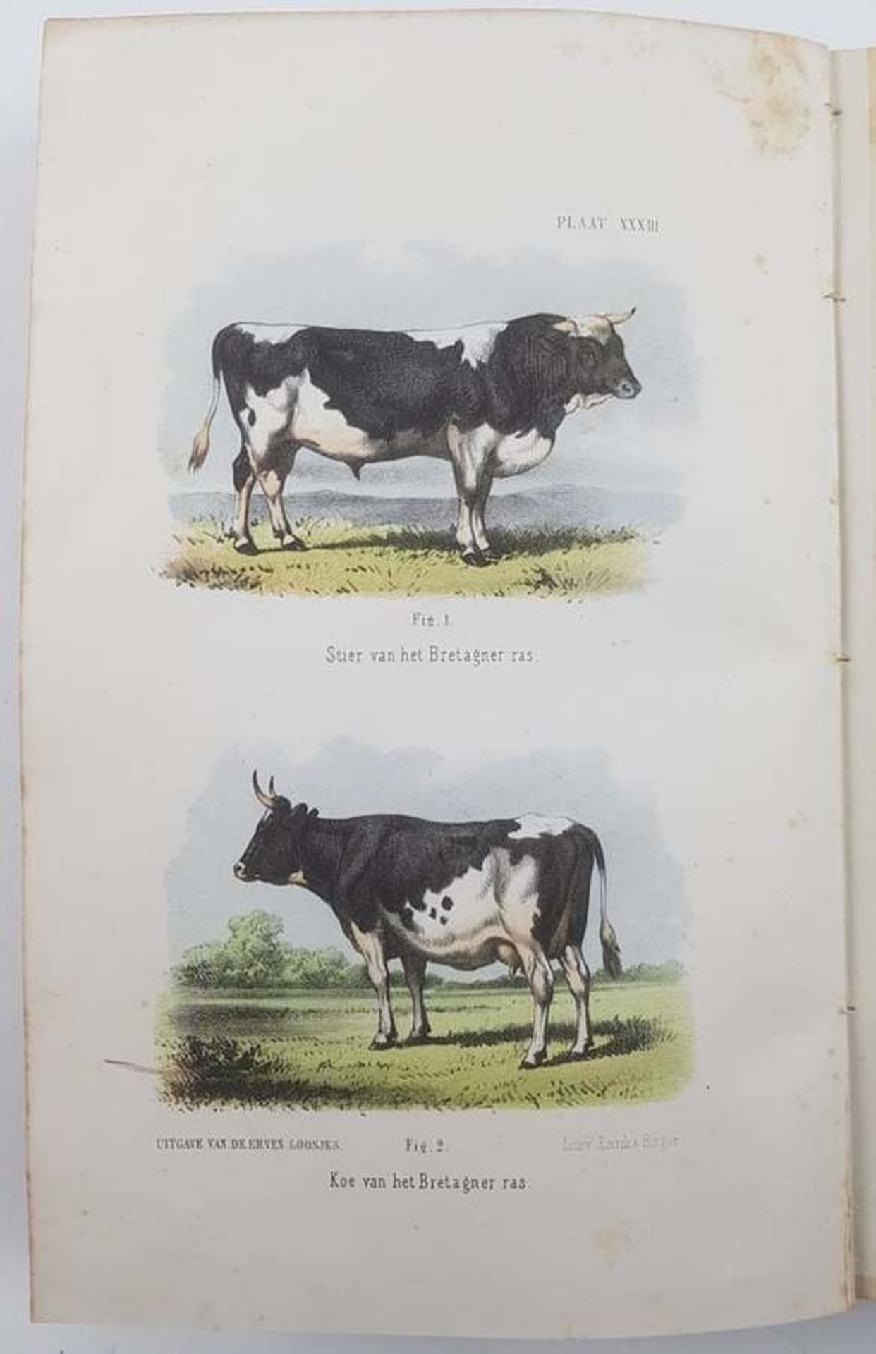 (Boeken) (Boeken) G. J. Hengeveld - Het Rundvee (1865) + 1 andere
