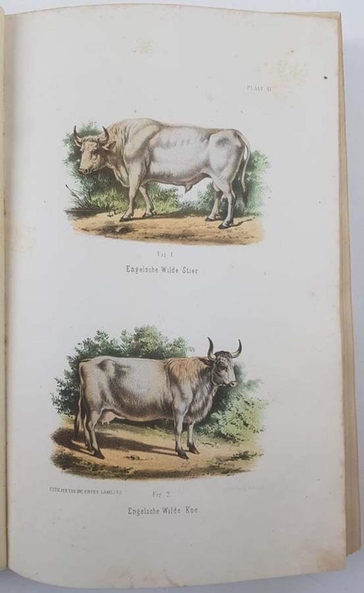 (Boeken) (Boeken) G. J. Hengeveld - Het Rundvee (1865) + 1 andere - Bild 2 aus 9