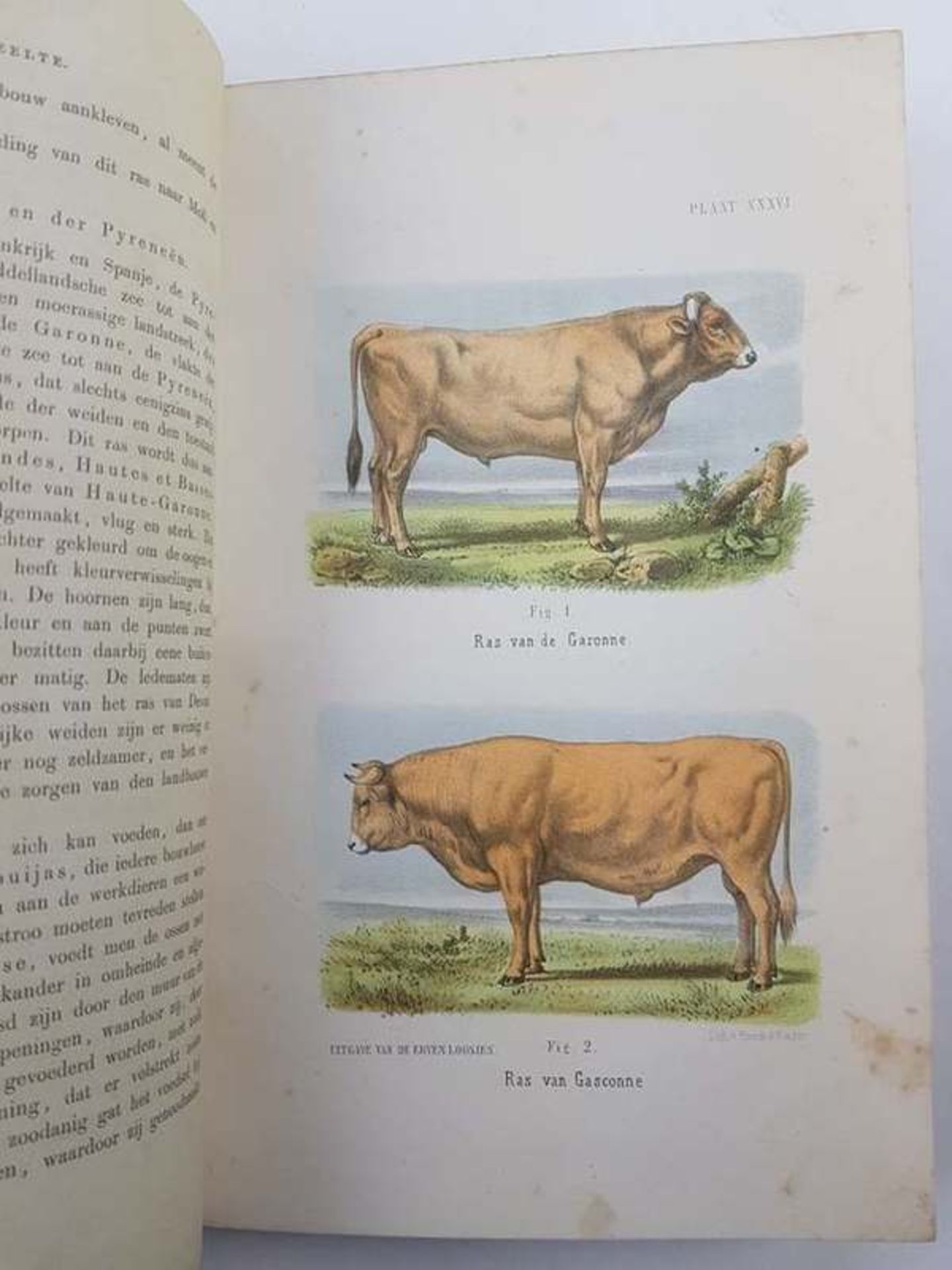 (Boeken) (Boeken) G. J. Hengeveld - Het Rundvee (1865) + 1 andere - Bild 5 aus 9