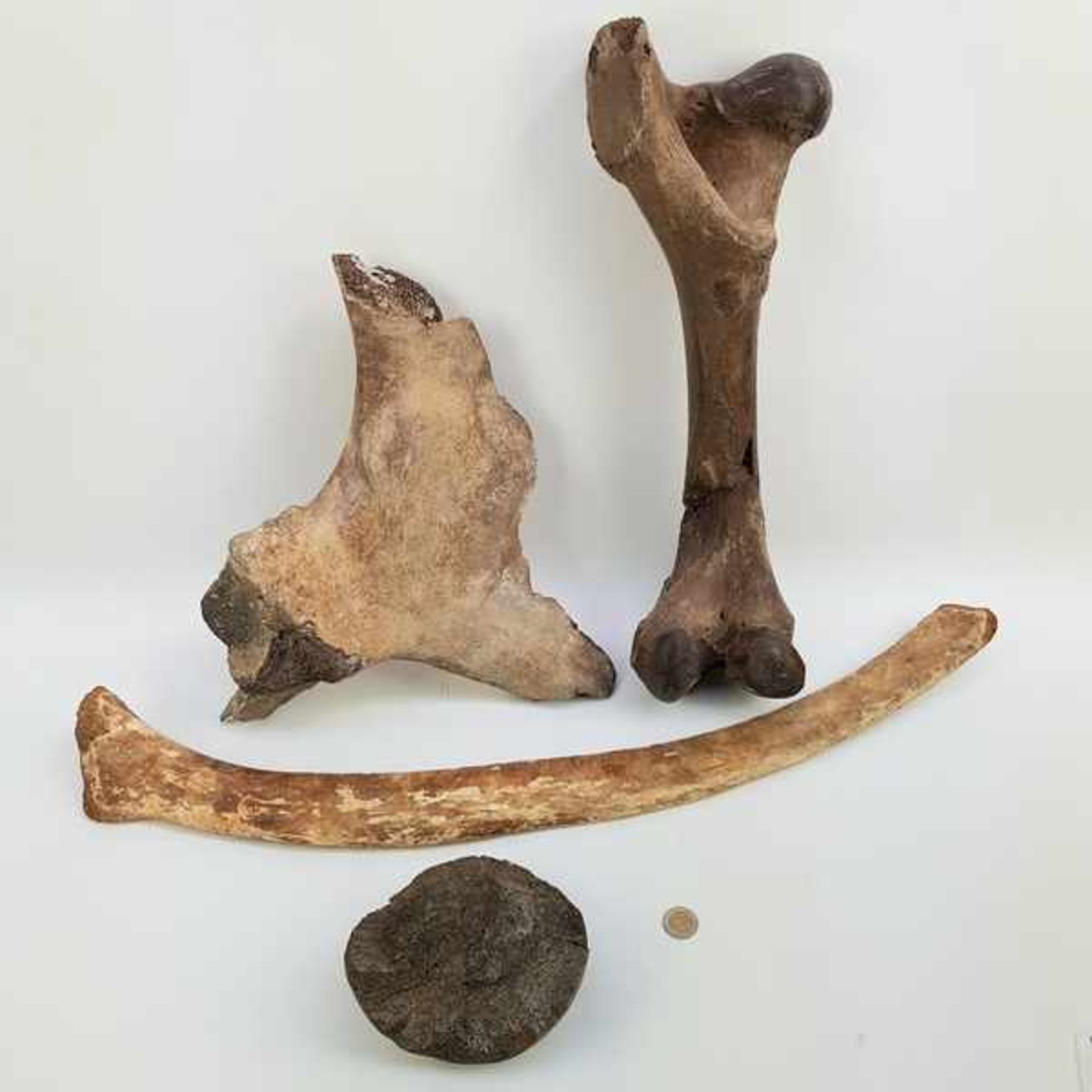 (Archeologie) Mammoetbotten - Bild 8 aus 9