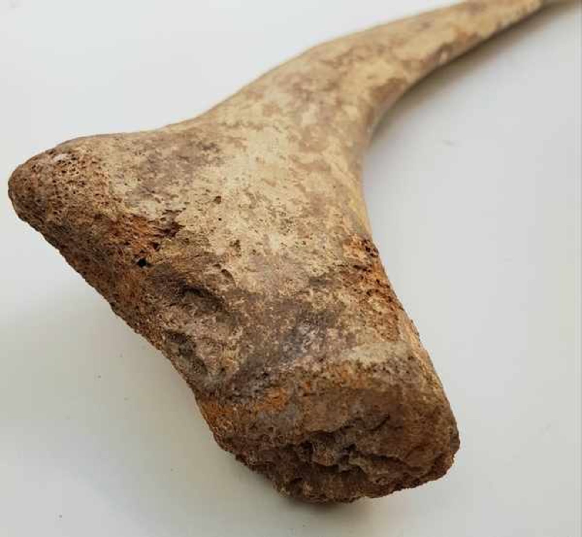 (Archeologie) Mammoetbotten - Bild 9 aus 9