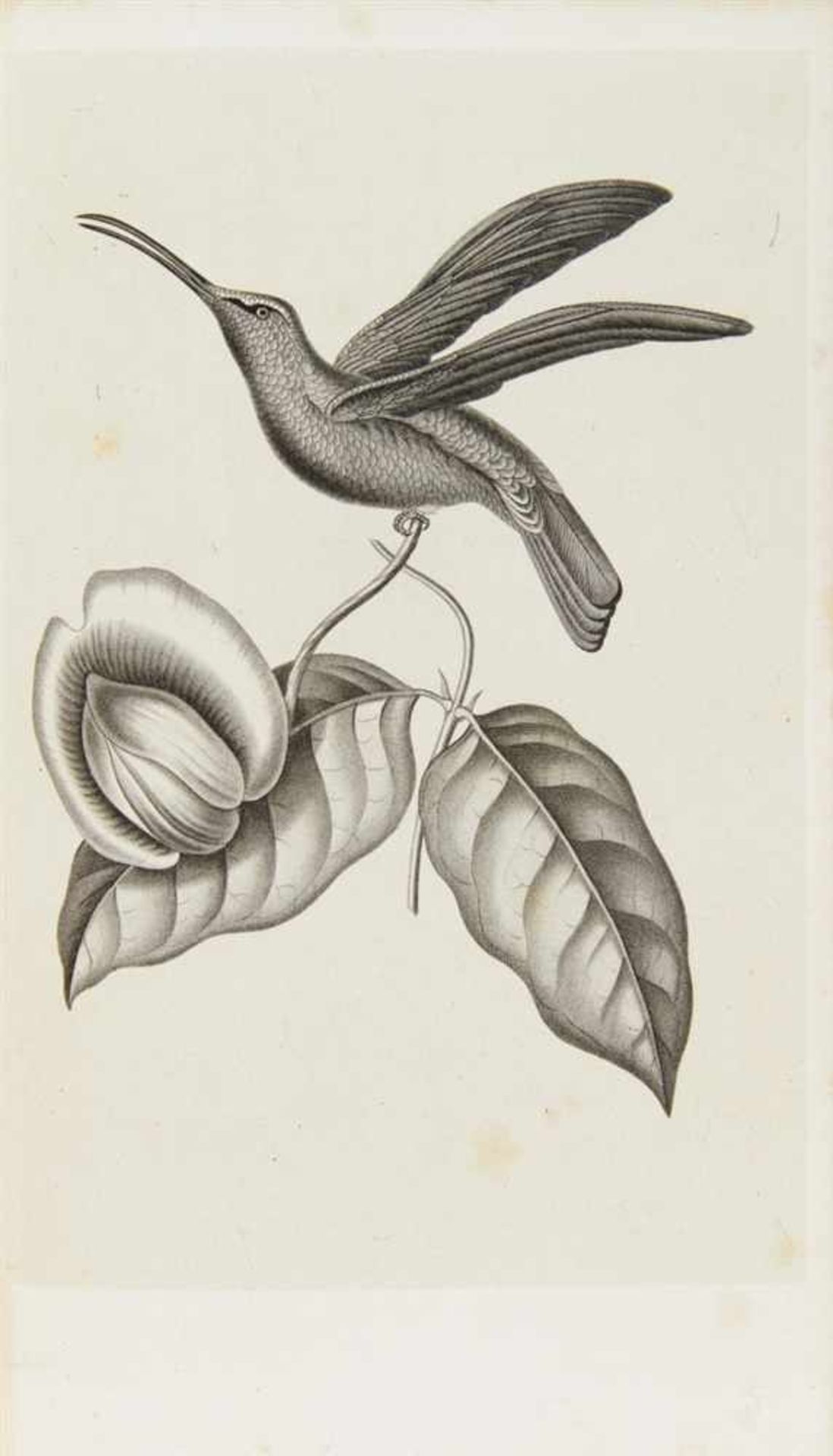 Lesson, René Primevère: Histoire naturelle des oiseaux-mouches, ouvrage orné de planches dessinées - Bild 2 aus 3