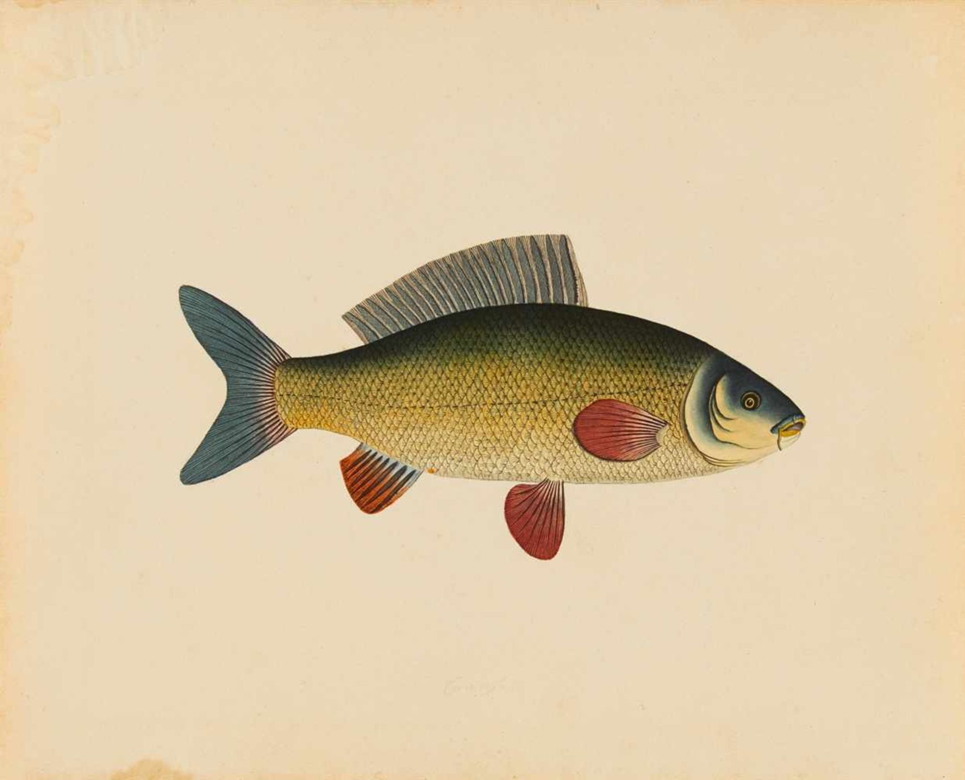 Fische. – Sammlung Fischdarstellungen des 19. Jahrhunderts. 20 Blatt anonyme Aquarelle mit Tusche