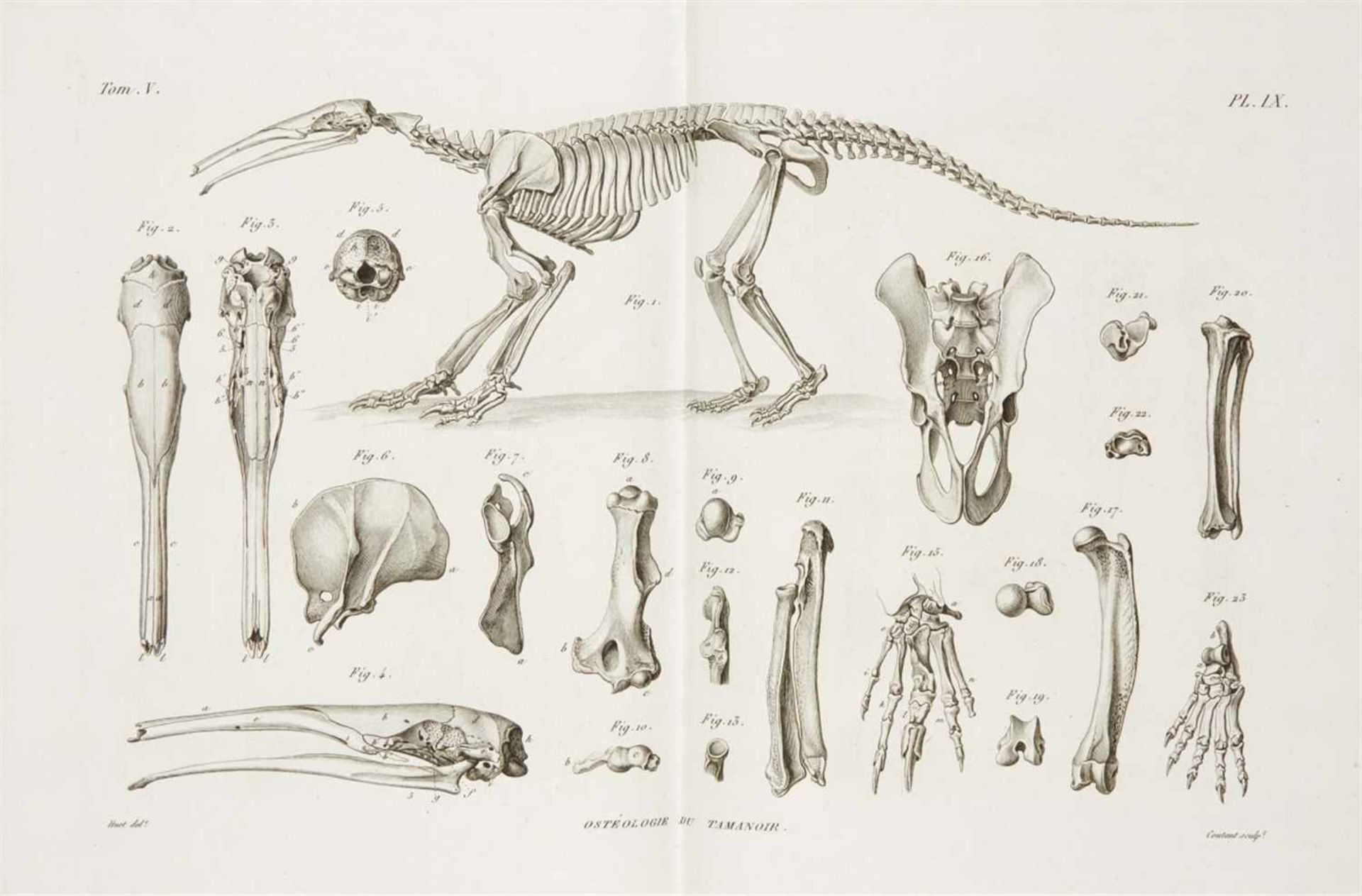 Cuvier, George Baron de: Recherches sur les ossemens fossiles, où l'on rétablit les caractères de