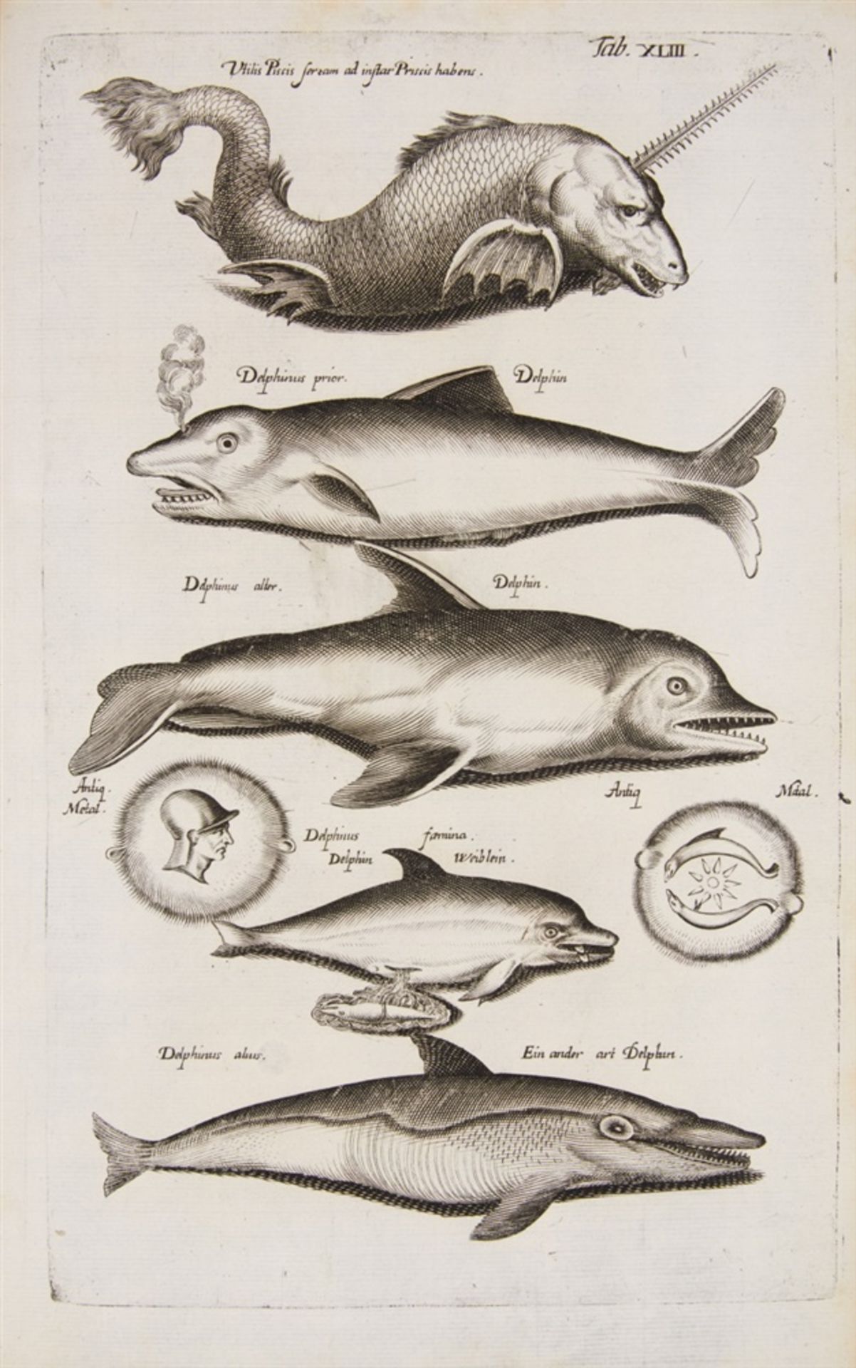 Jonston, Jan: Historiae naturalis de piscibus et cetis libri V. / Historiae naturalis de exsanguibus - Bild 2 aus 3