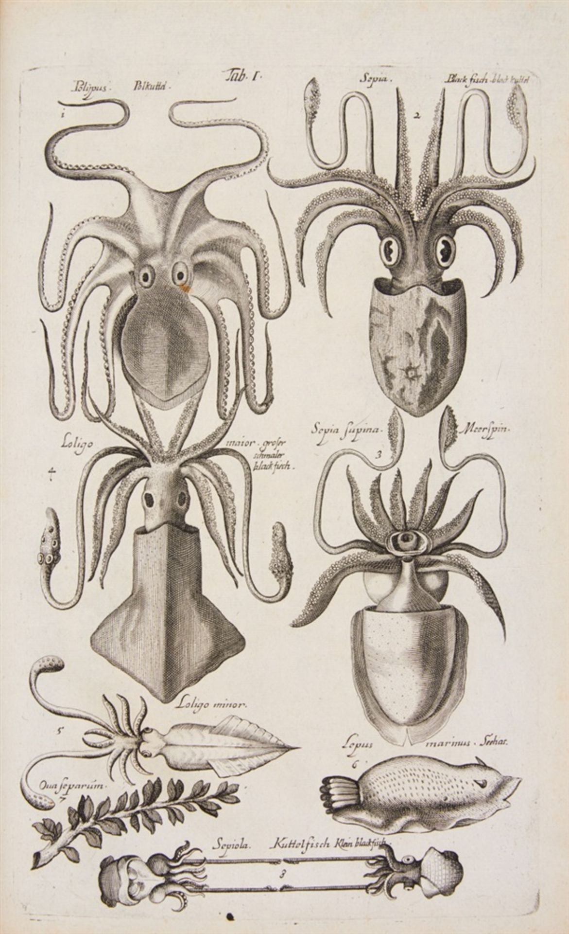 Jonston, Jan: Historiae naturalis de piscibus et cetis libri V. / Historiae naturalis de exsanguibus - Bild 3 aus 3