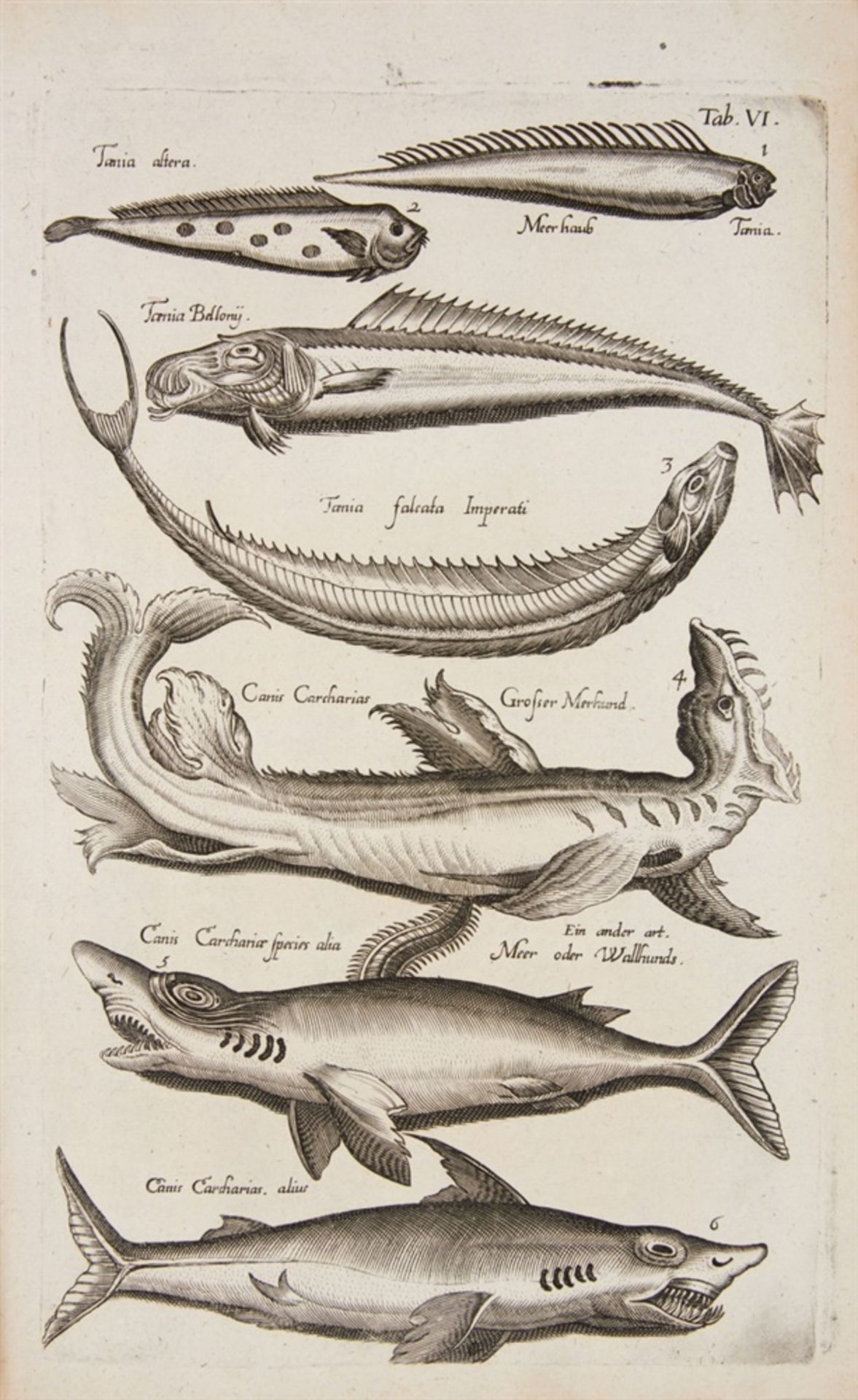Jonston, Jan: Historiae naturalis de piscibus et cetis libri V. / Historiae naturalis de exsanguibus