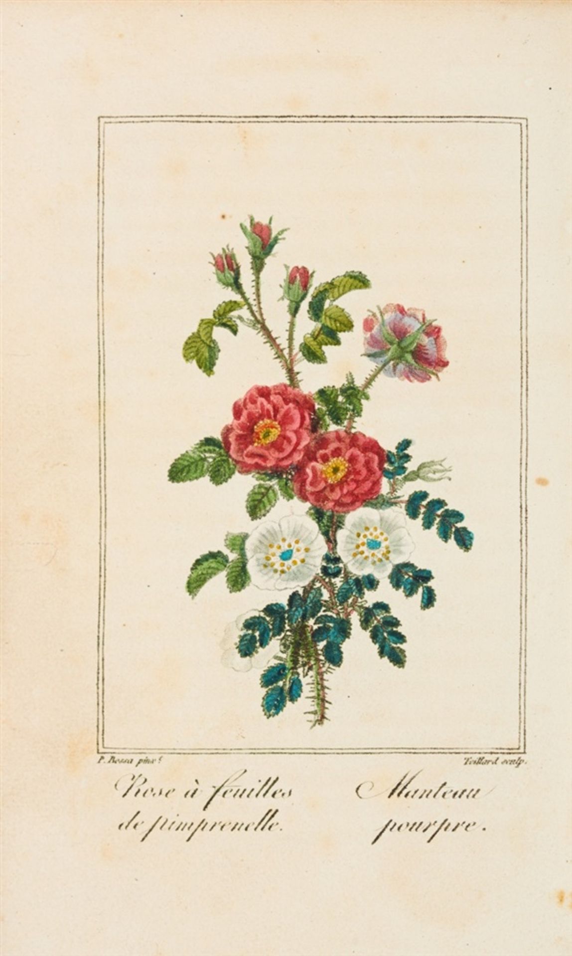 Malo, Charles: Histoire des roses. Paris: Louis Janet [1818]. 13 x 8,5 cm. Mit Kupfertitel mit