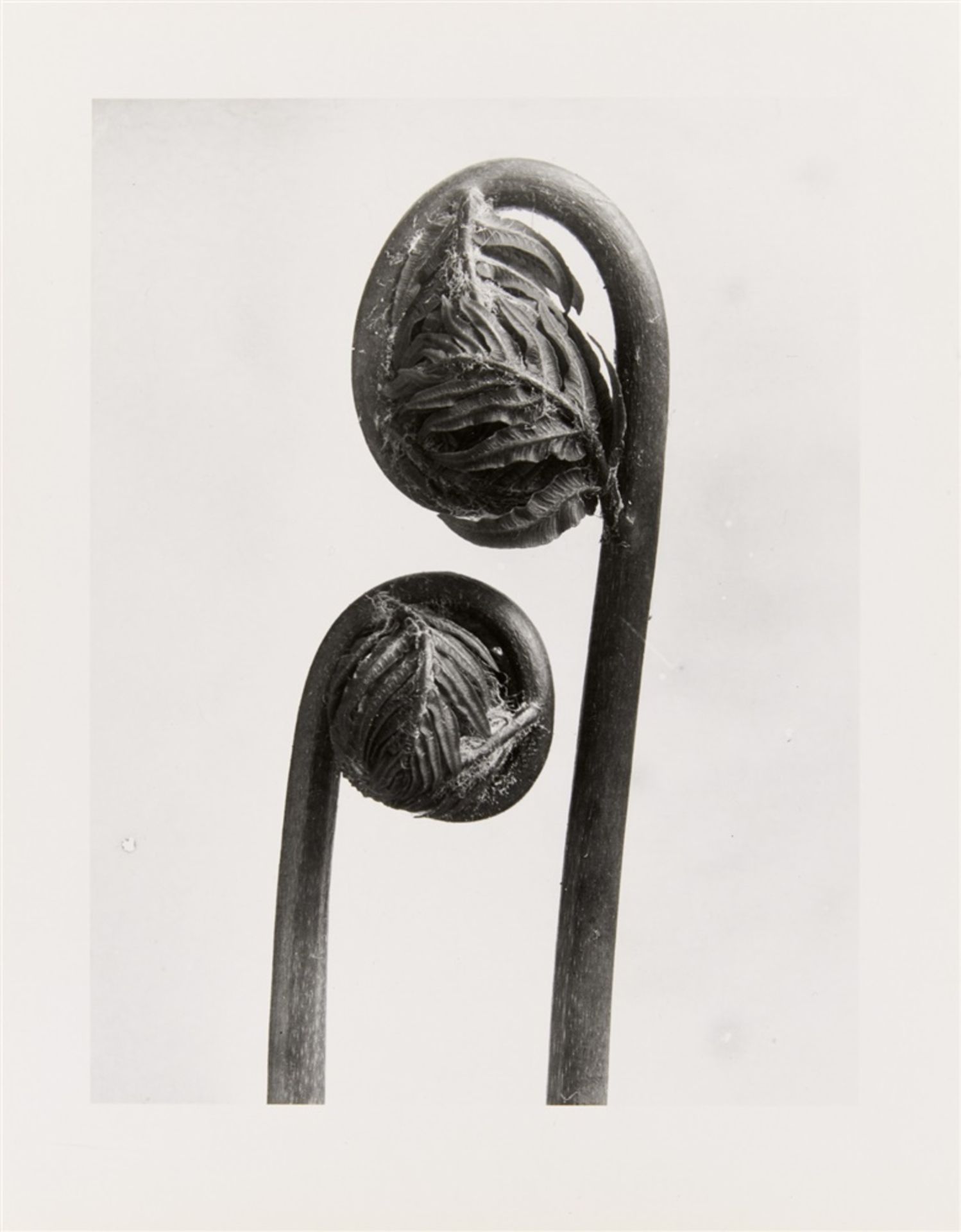 KARL BLOSSFELDT 1865 - 1932PFLANZENFORMEN II 2016Mappe mit 6 Blatt Silbergelatineabzügen auf