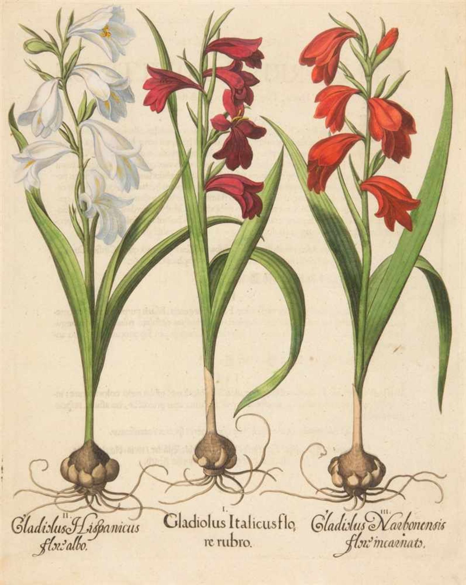 Hortus Eystettensis. I. Gladiolus Italicus flore rubro / II. Gladiolus Hispanicus flore albo /
