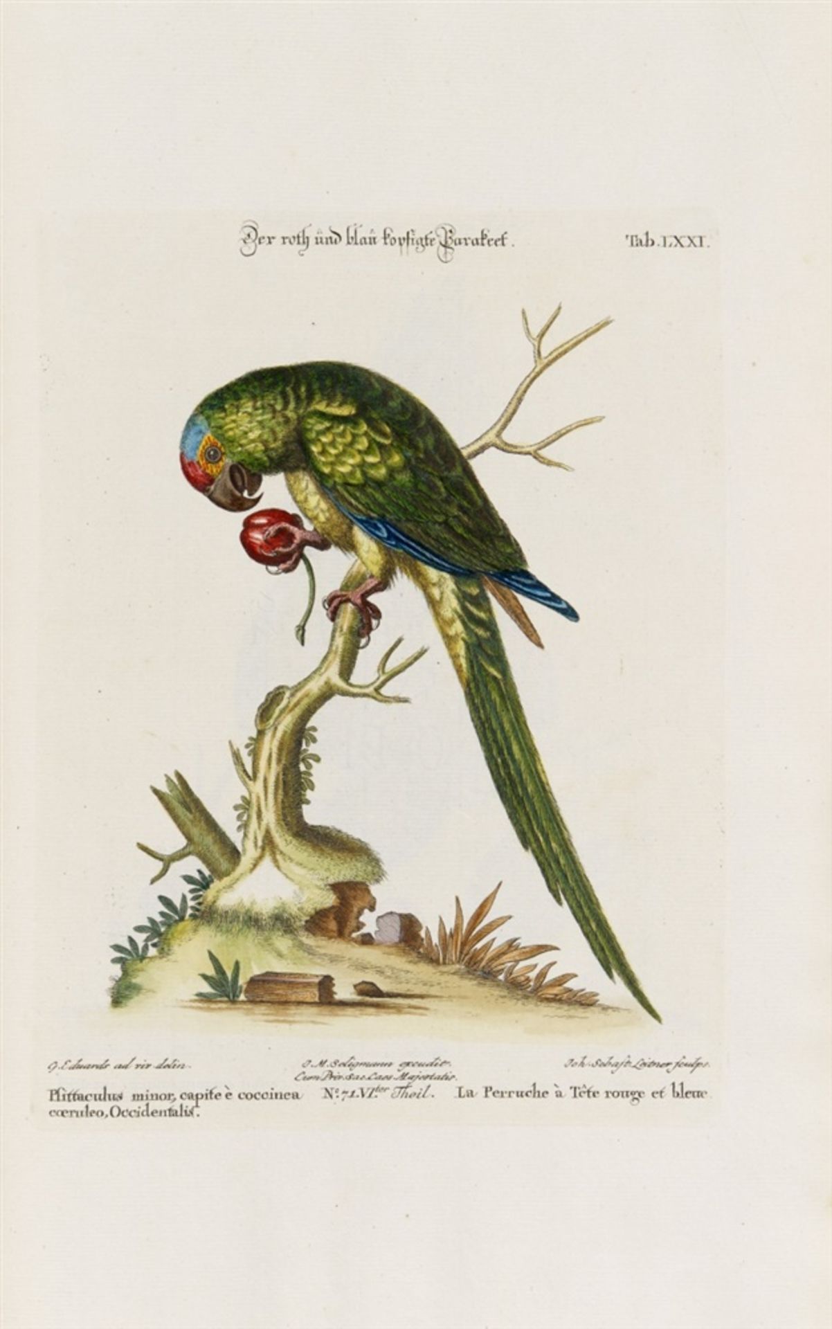 Seligmann, Johann Michael: Verzameling van uitlandsche en zeldsaame vogelen, benevens eenige - Bild 4 aus 14