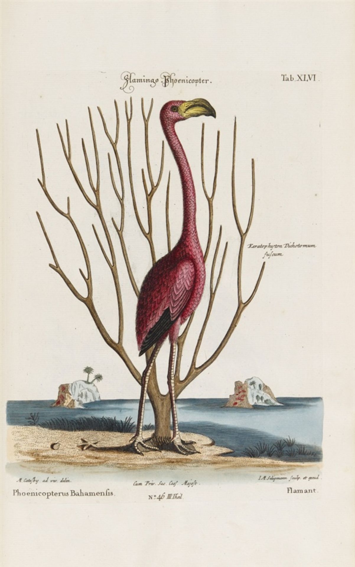 Seligmann, Johann Michael: Verzameling van uitlandsche en zeldsaame vogelen, benevens eenige - Bild 8 aus 14