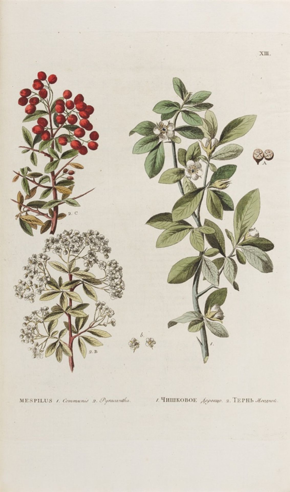 Pallas, Peter Simon: Flora Rossica, seu stirpium Imperii Rossici per Europam et Asiam indigenarum